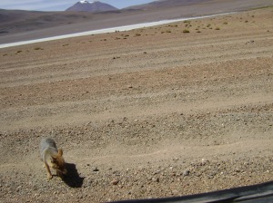 Salar de Uyuni - raposa pertinho